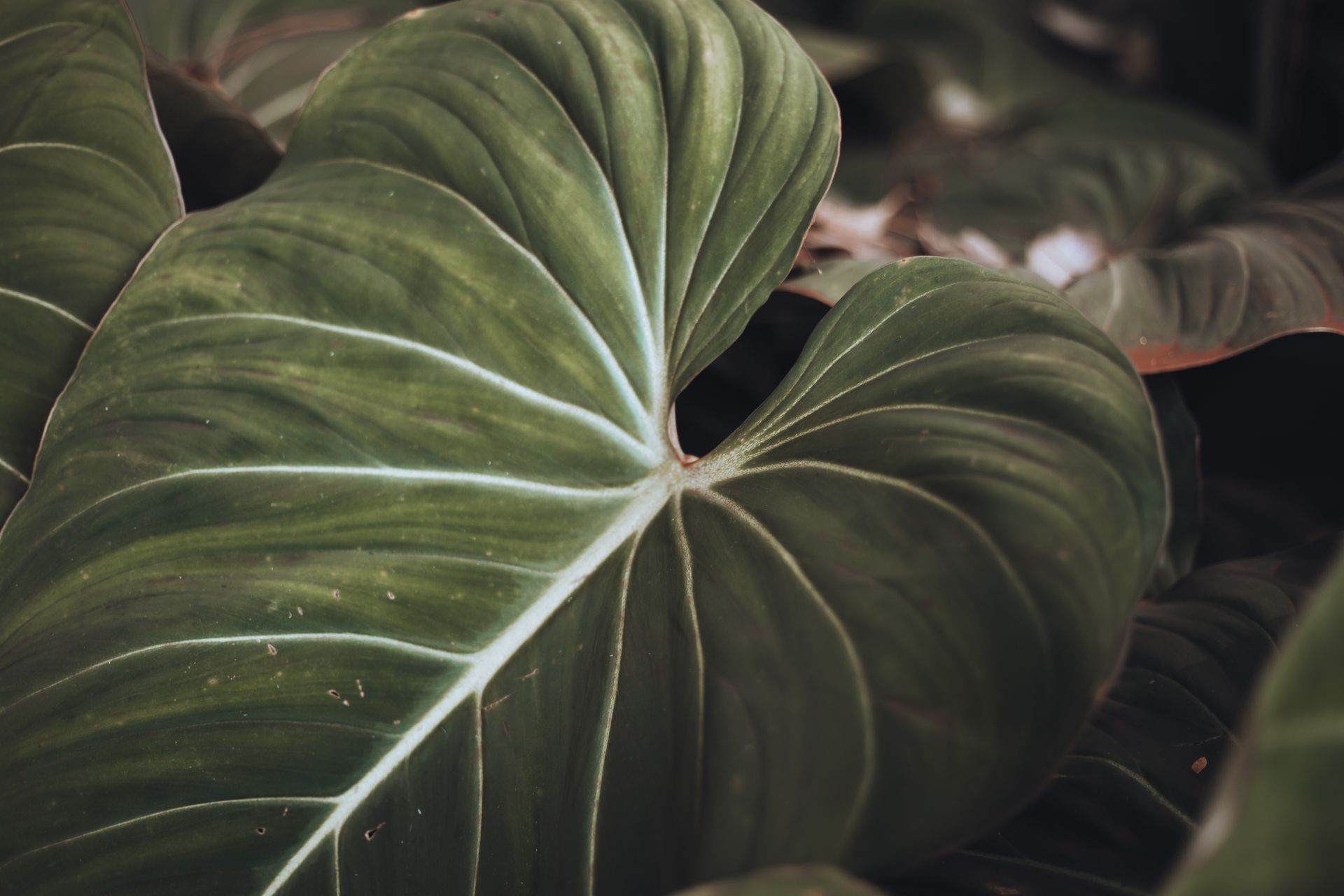 Detailed view of a vibrant green Philodendron leaf showing intricate veins and texture.