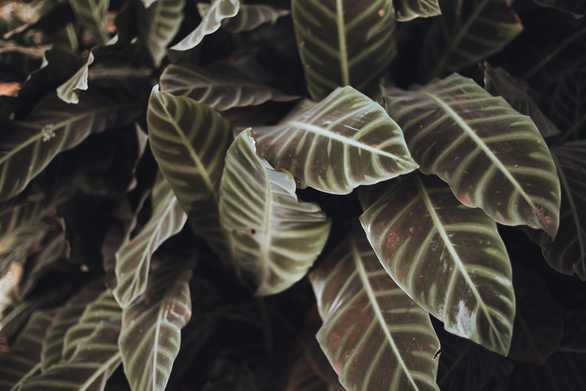 Detailed close-up of Calathea plant leaves showcasing unique patterns and textures.