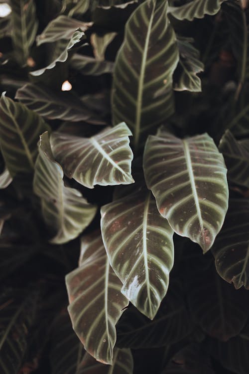 Leaves in Close Up