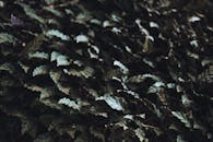 Green Leaves of a Plant