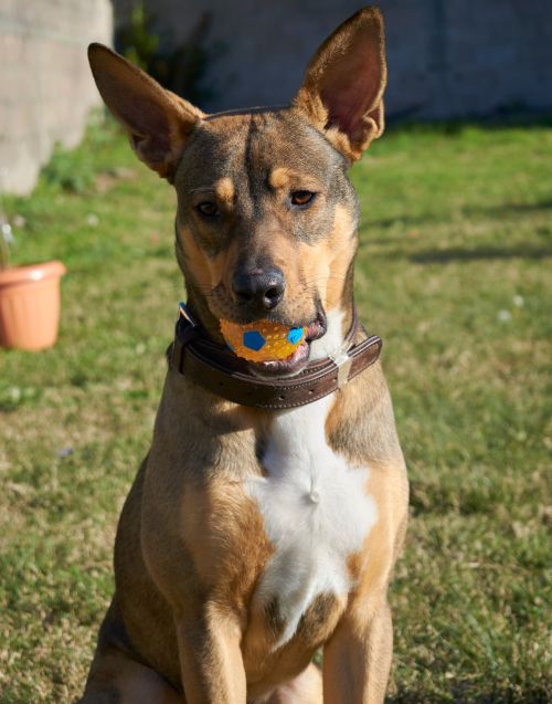 Free Adorable brown dog with colorful ball sitting in a sunlit yard. Stock Photo