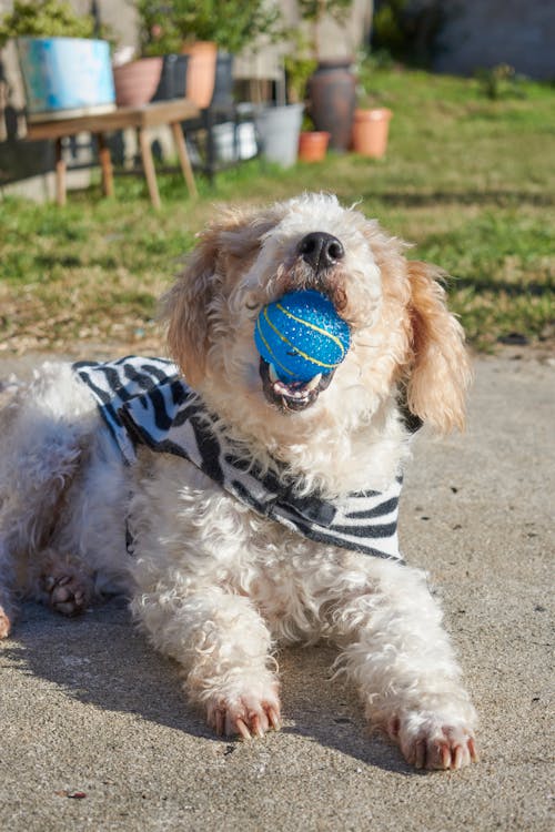 Free Dog Biting a Ball Stock Photo