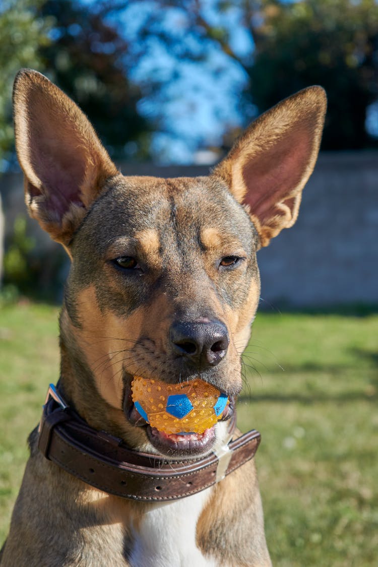 Dog Holding Ball In Mouth