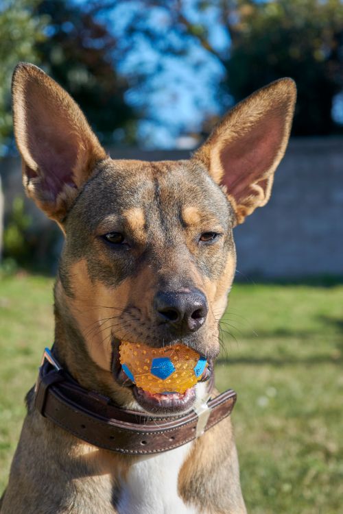 Free A close-up portrait of a dog holding a toy ball outdoors on a sunny day, showcasing its playful nature. Stock Photo