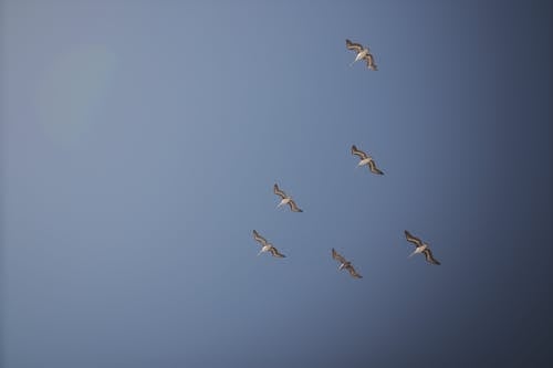 Gratis arkivbilde med blå himmel, fly, fugleflokk Arkivbilde