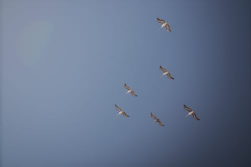 A Flock of Birds Flying in the Sky