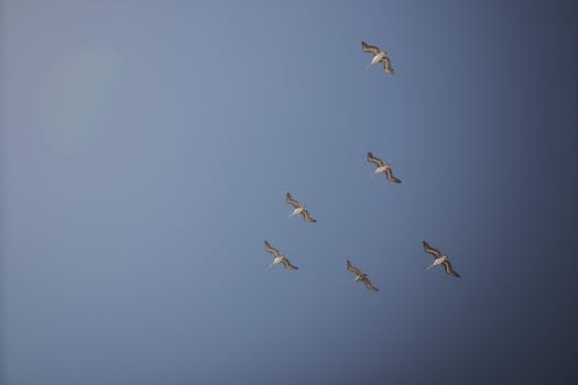 A flock of birds in flight against a clear, expansive blue sky.