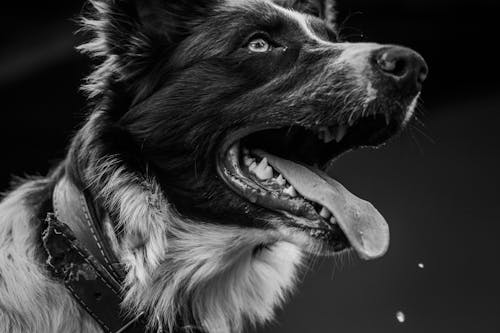 Free stock photo of big dog, black and white, border collie