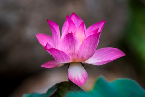 Gratuit Imagine de stoc gratuită din a închide, floare roz, floră Fotografie de stoc