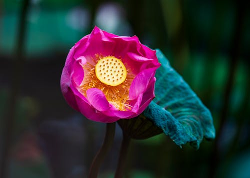 A Pink Lotus Flower