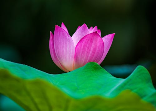 A Pink Lotus Blossom