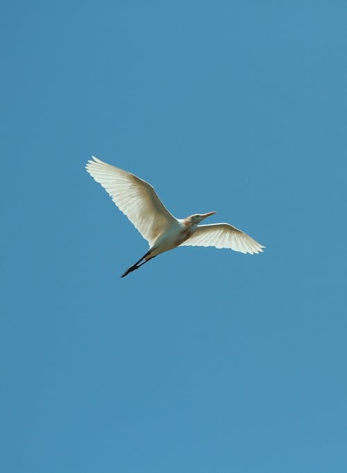 White Bird Flying Under Blue Sky