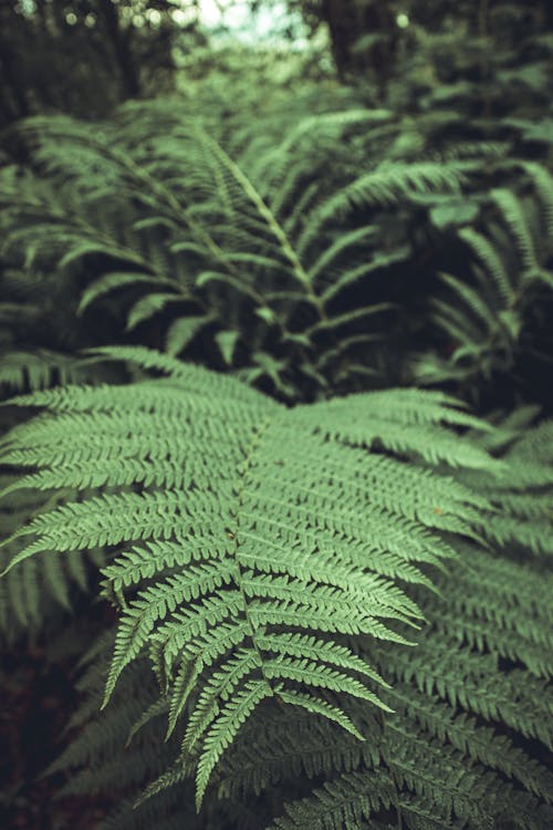 Green Fern Plant in Close Up Photography