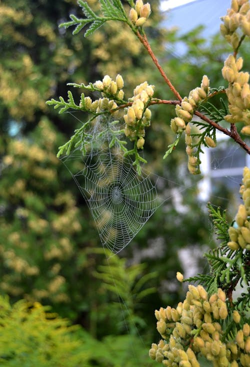 Cllose-up of a Spiderweb Between Tree Branches 