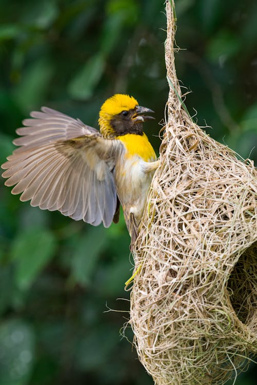 A Bird on a Nest 