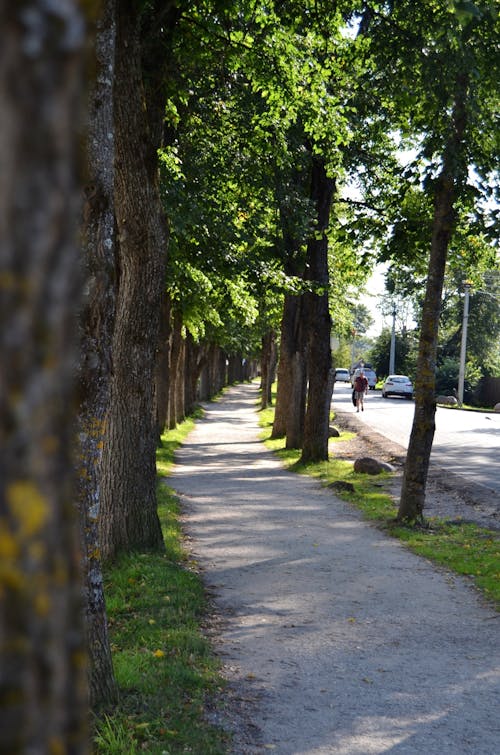 Foto d'estoc gratuïta de arbres verds, carrer, carretera