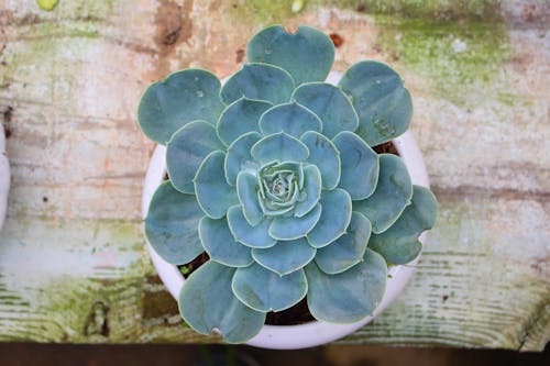 Green Succulent Plant on Ceramic Pot