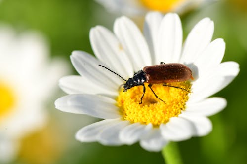 Free stock photo of animal, background, beautiful