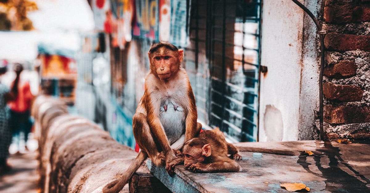 How much is a Capuchin monkey pet