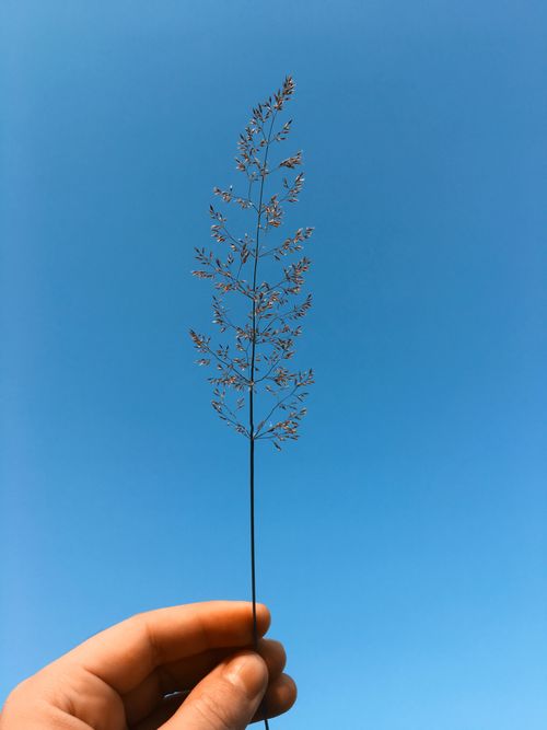 Free A hand holds a slender blade of grass against a vibrant blue sky, showcasing nature's simplicity. Stock Photo