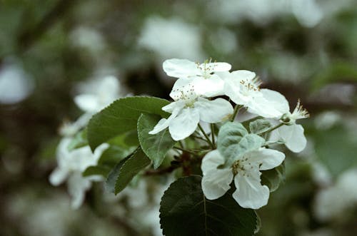 Close Up Photo of White Flowers