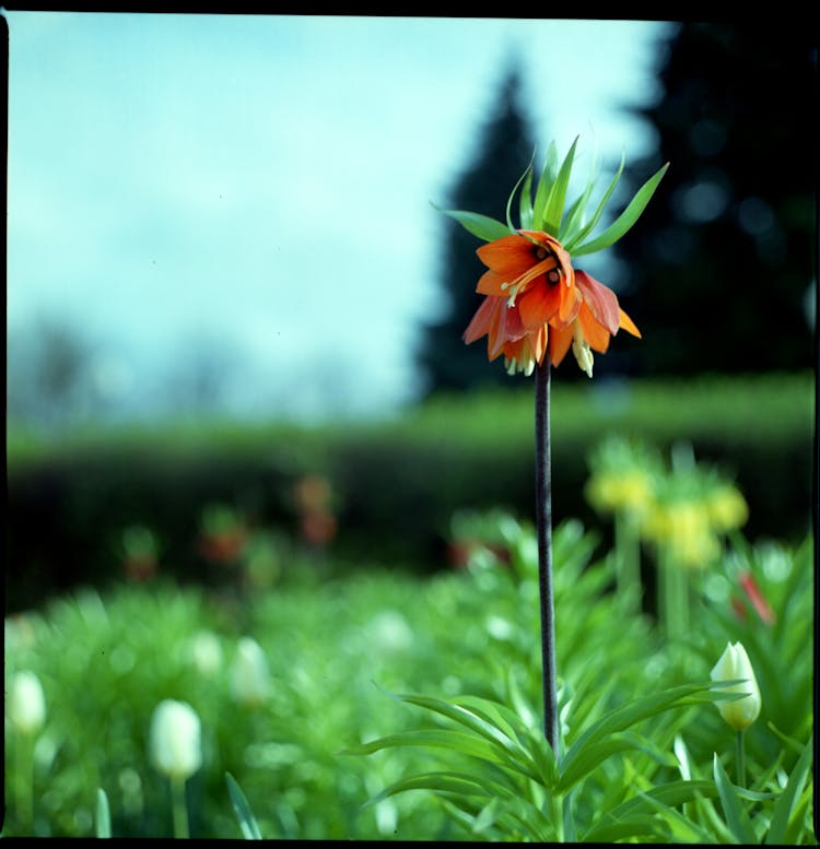 
A Close-up Shot Of A Crown Imperial Plant