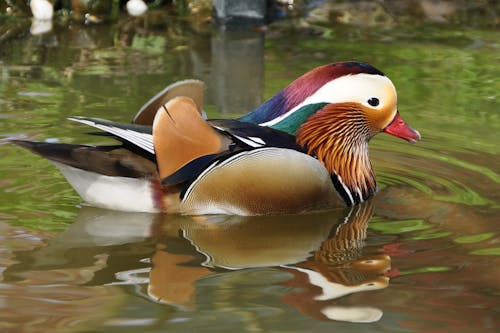 Free White and Blue and Red and Brown Feathered Bird Stock Photo