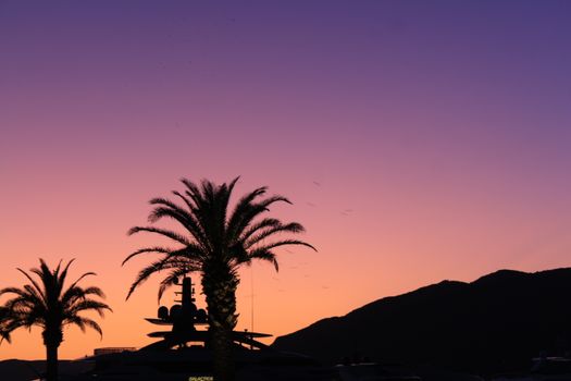 A vibrant sunset with palm tree silhouettes and mountains under a purple and pink sky in Montenegro.