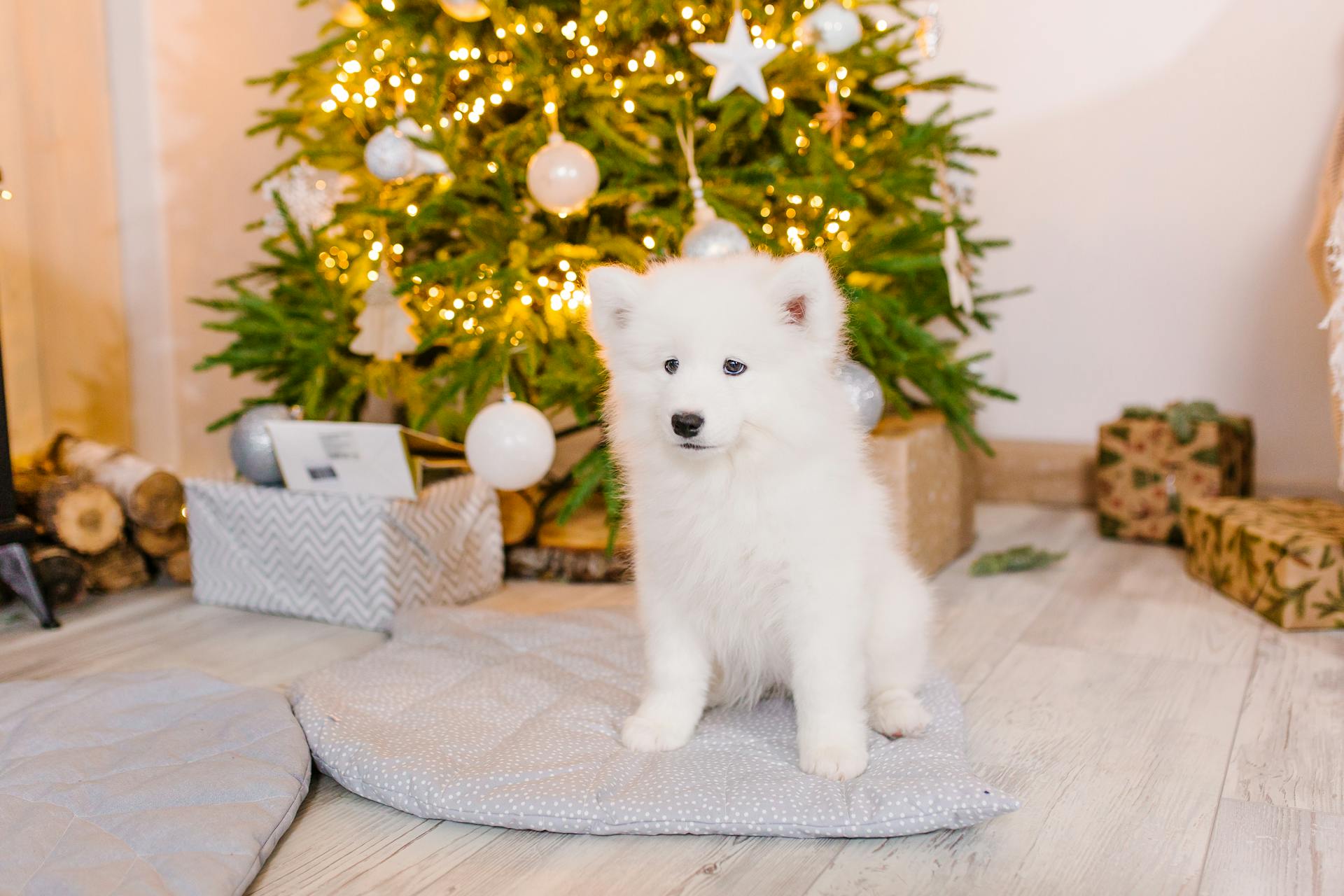 Dog by Christmas Tree