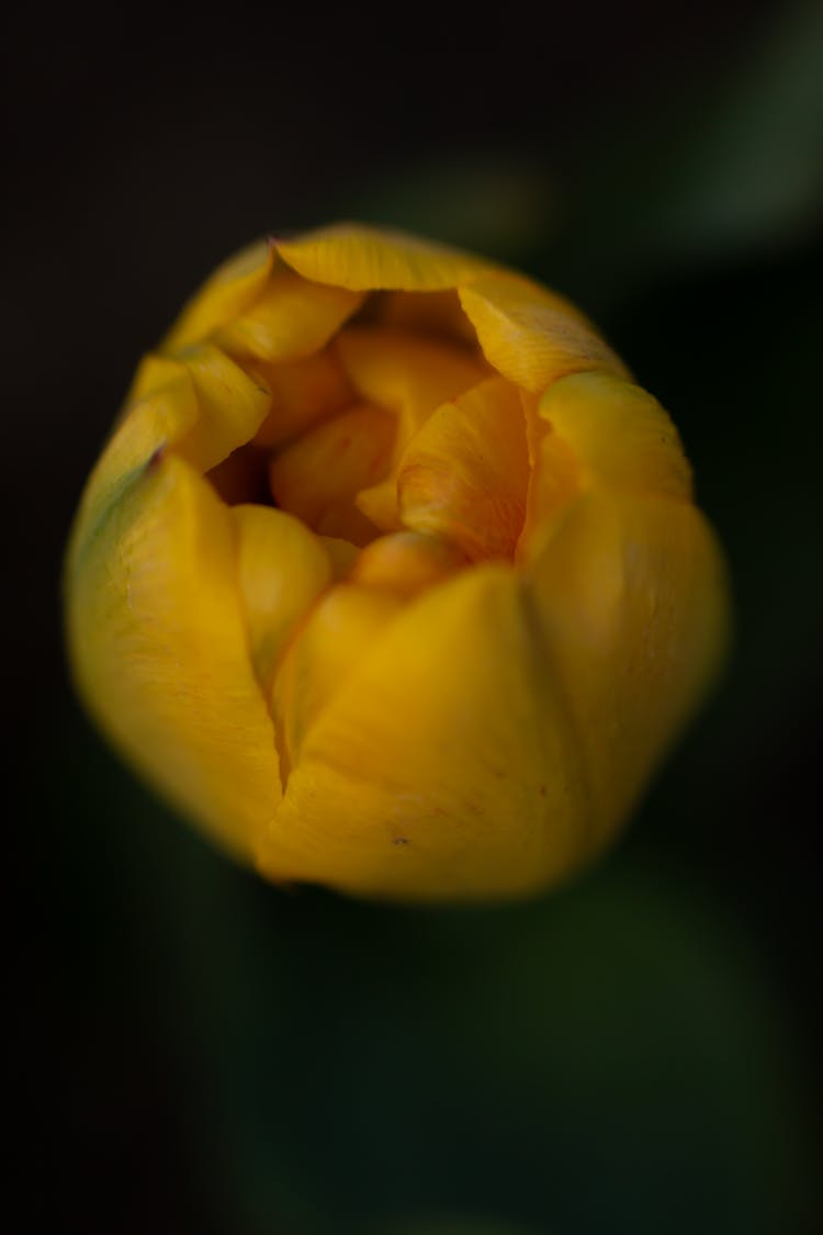 Yellow Tulip Bud In Black Background