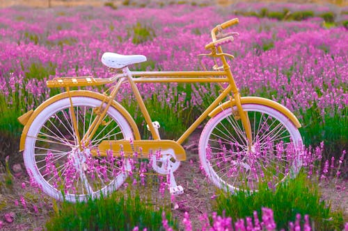 Kostnadsfri bild av blomning, cykel, fält
