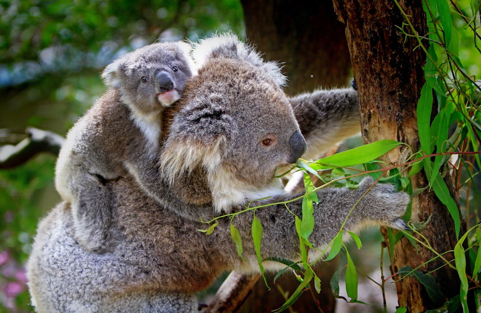 Koala adevărat pe un copac din Australia - speciei care a inspirat mitul drop bear