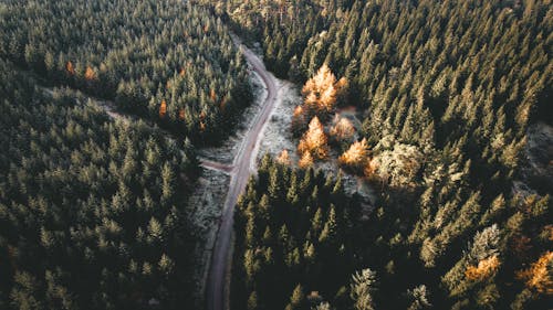 Drone Shot o a Road in the Forest 