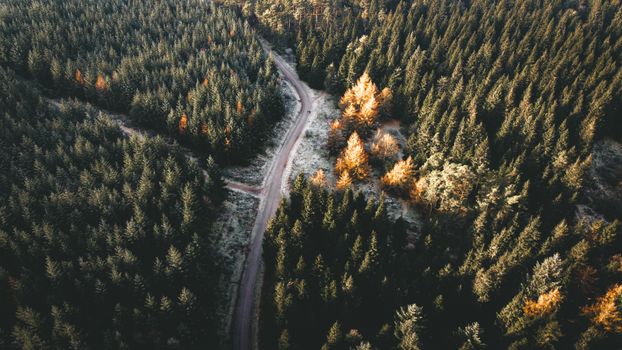 Stunning aerial shot of a winding road through sunlit pine trees in an English forest.