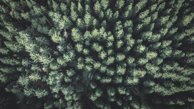 Drone shot capturing a stunning aerial view of a dense forest in England.