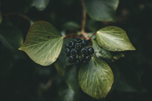 Black Round Ivy Fruit with Green Leaves