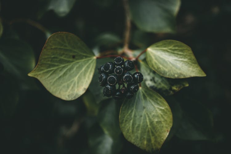 Black Round Ivy Fruit With Green Leaves