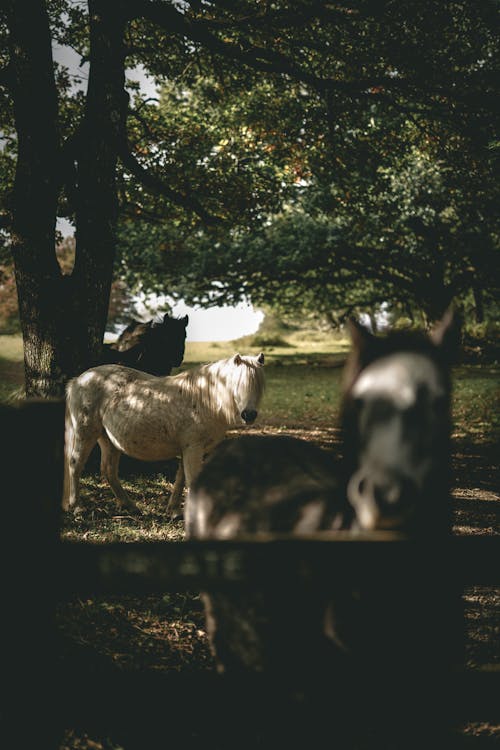 White Horse Under Tree