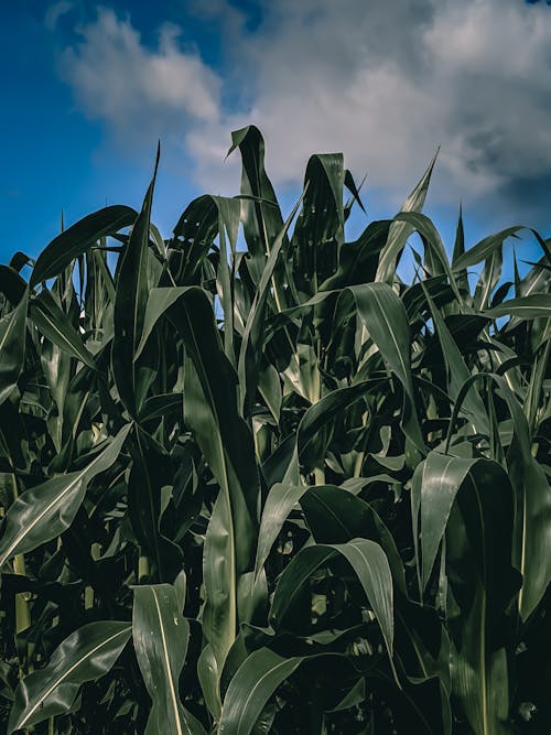 Free stock photo of agricultural, agricultural field, agricultural land