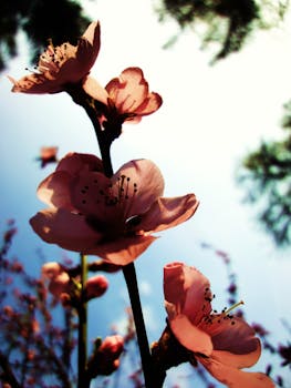 Royalty free images of nature, flowers, spring