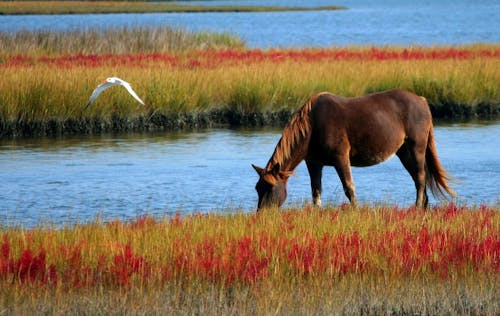 Nehrin Yanında Yeşil Ve Kırmızı çimenlerin üzerinde Kahverengi At