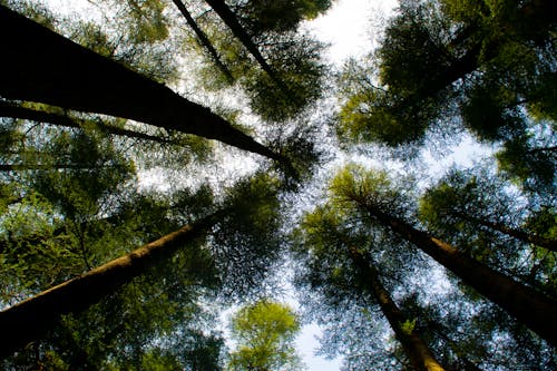 Low Angle Photography of Tall Green Trees