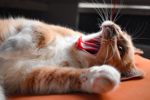 Close-Up Shot of a Tabby Cat