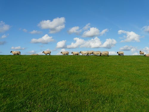 Free 11 White Sheep in the Grass Field Stock Photo