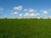 蔚蓝的天空下，一群羊在吃草，云层清澈