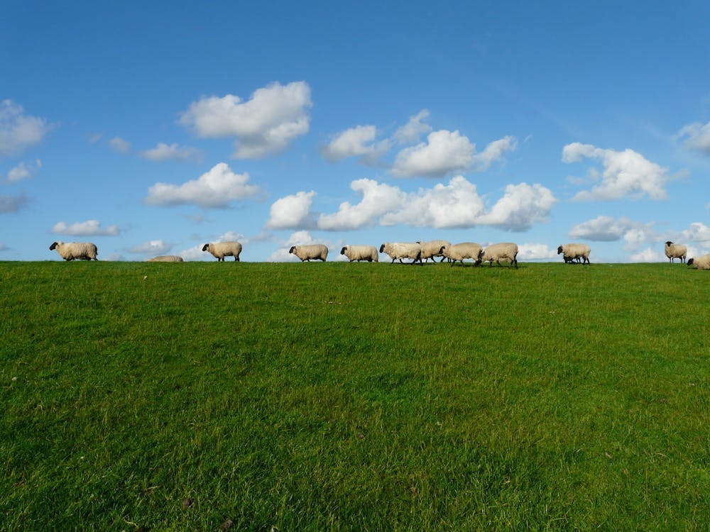 11 Weiße Schafe Im Grasfeld