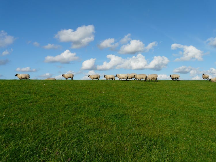 11 White Sheep In The Grass Field