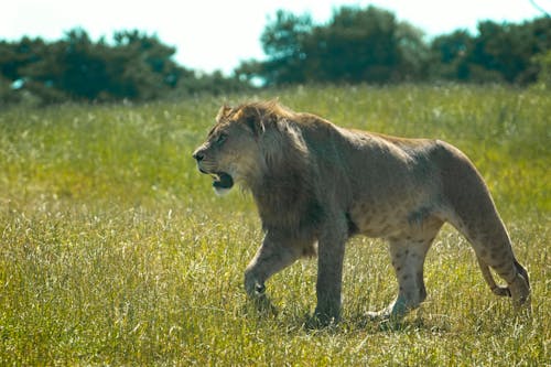 Free stock photo of animal, lion Stock Photo