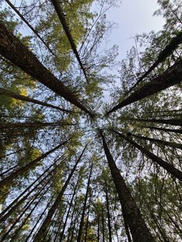 Upward view of tall pine trees in a serene forest with a clear sky.