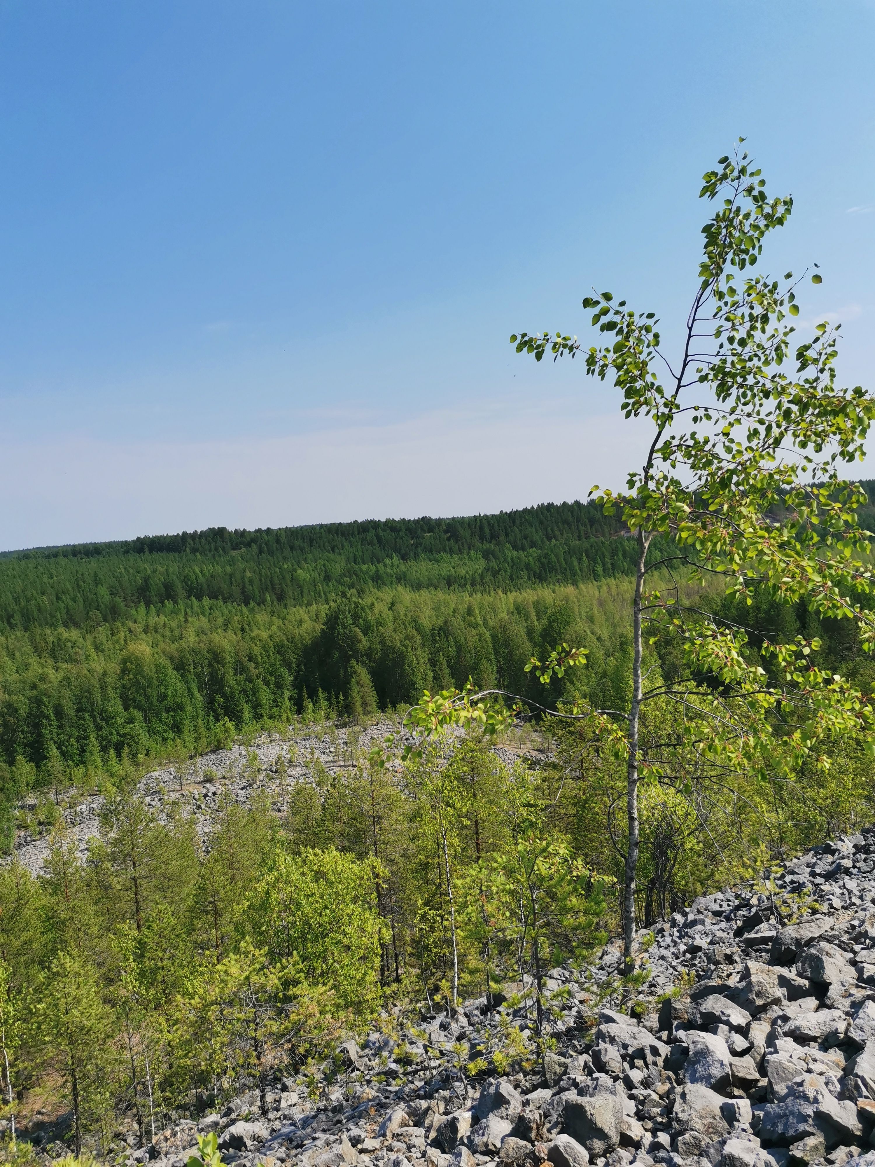 A scenic view of a dense, green forest under a clear blue sky in Antipinskiy, Russia.